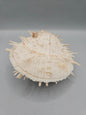 Vintage Spondylus Shell – 4.5" x 4.8" x 2" Natural Ocean Collectible