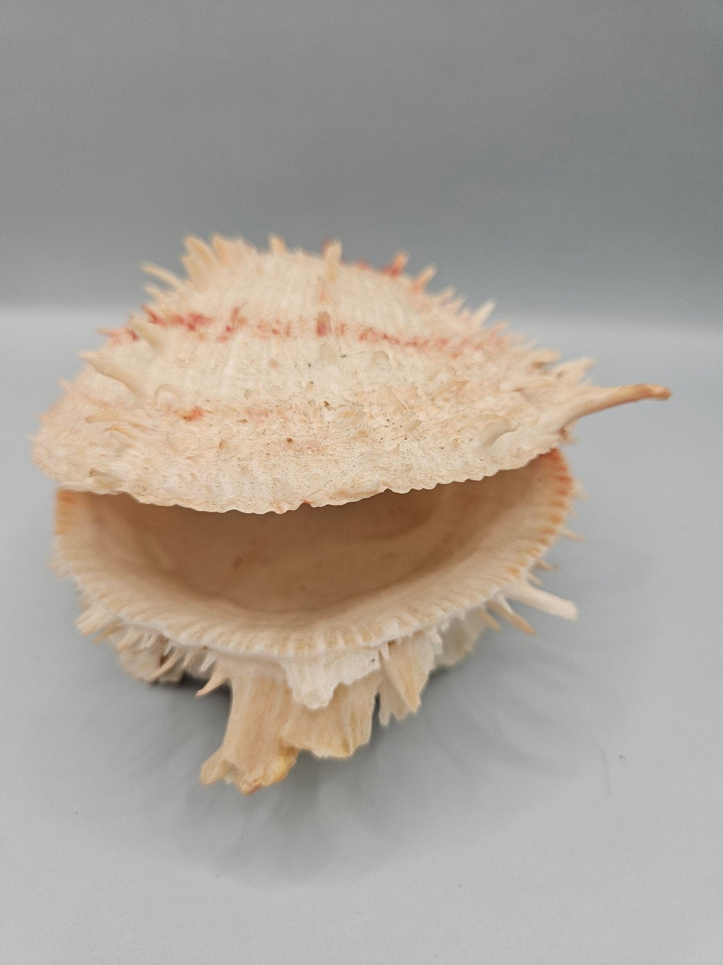 Vintage Spondylus Shell – 5" x  4.7" x 3" Natural Ocean Collectible