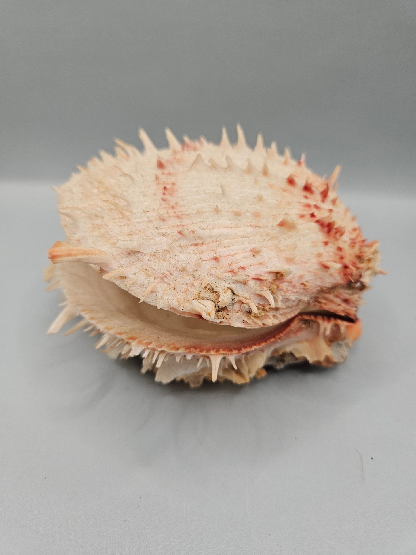 Vintage Spondylus Shell – 5" x  4.7" x 3" Natural Ocean Collectible