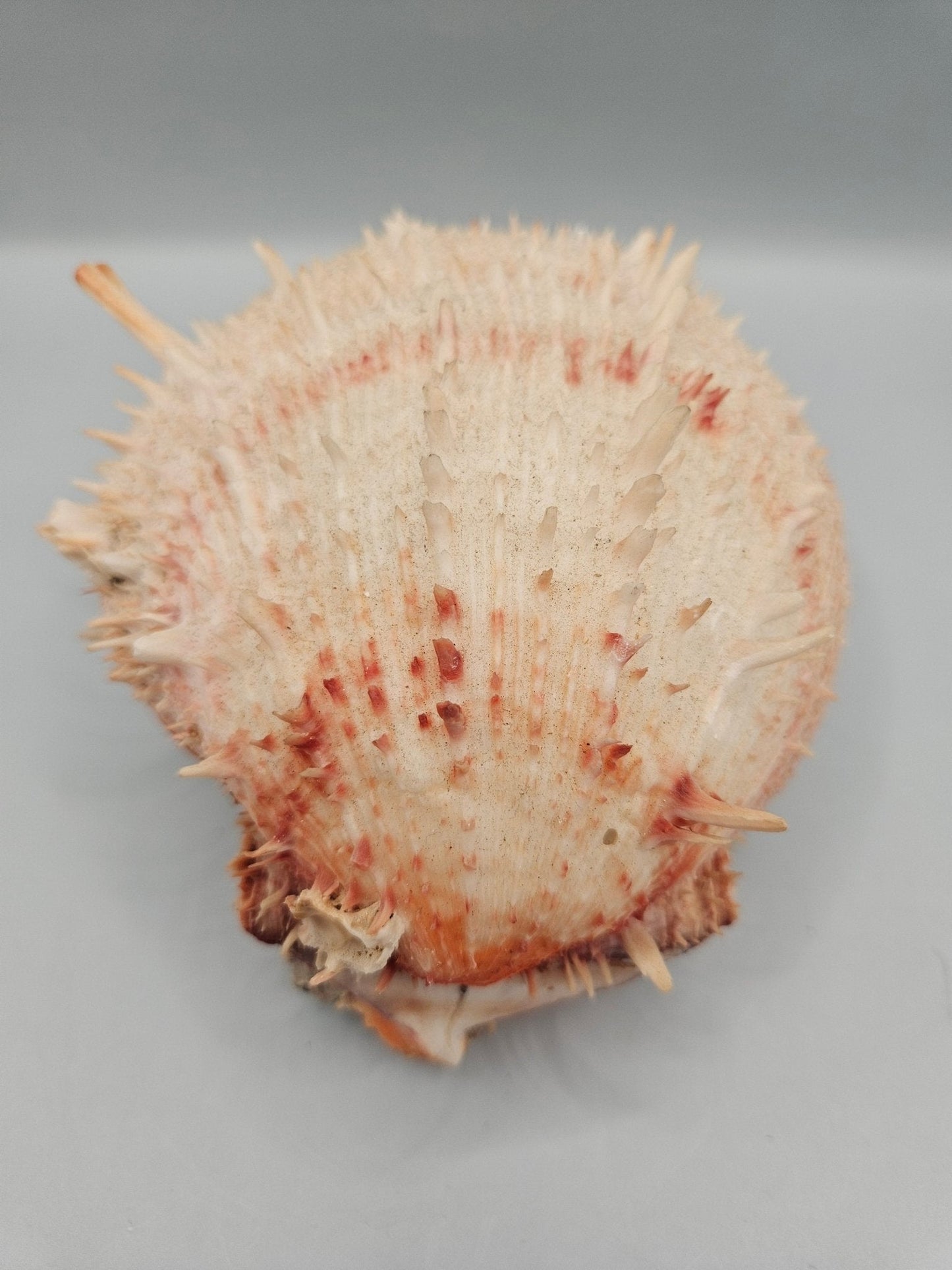 Vintage Spondylus Shell – 5" x  4.7" x 3" Natural Ocean Collectible