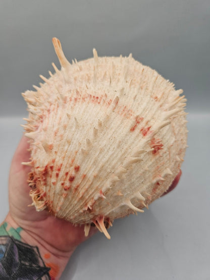 Vintage Spondylus Shell – 5" x  4.7" x 3" Natural Ocean Collectible