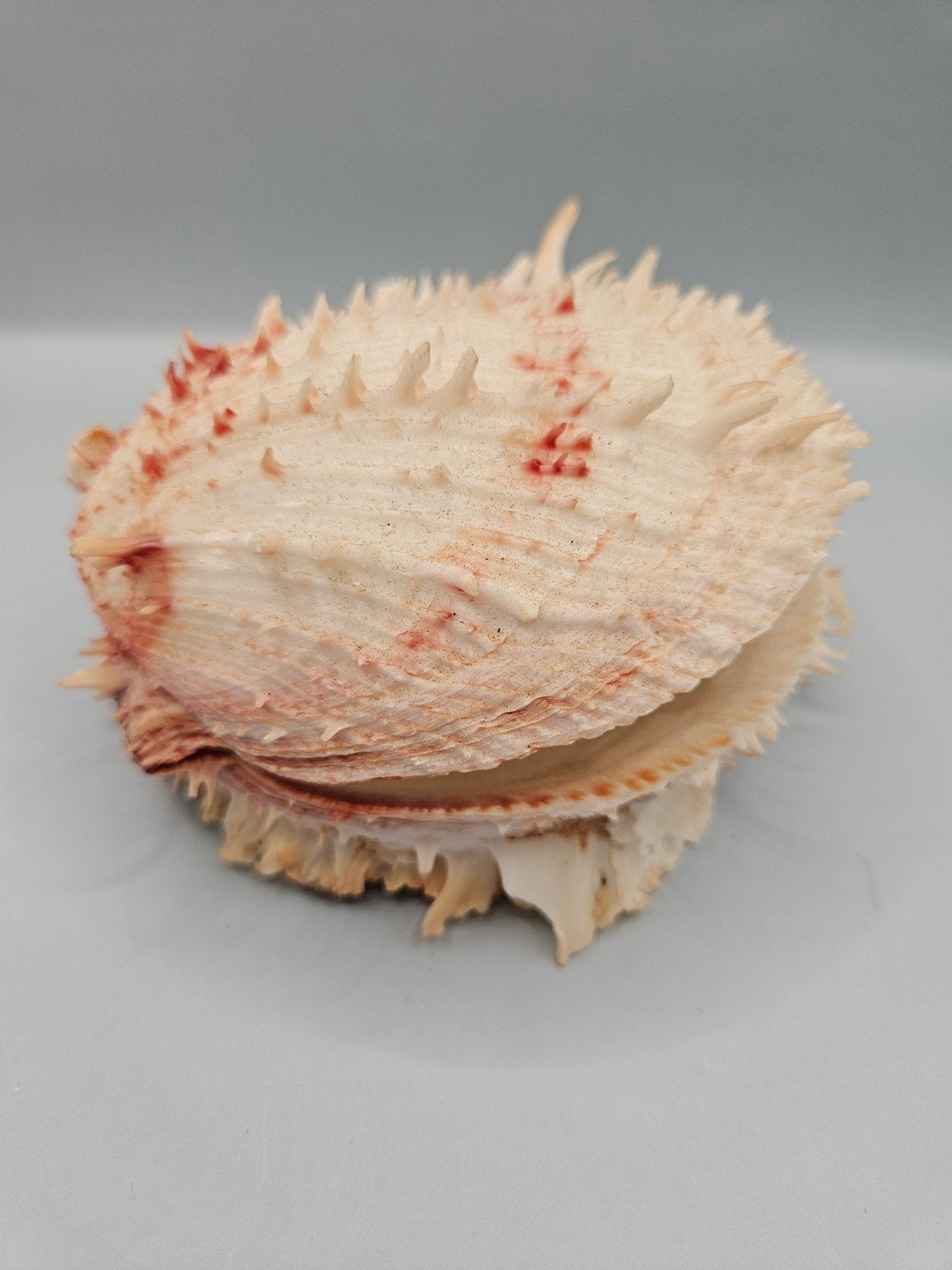Vintage Spondylus Shell – 5" x  4.7" x 3" Natural Ocean Collectible