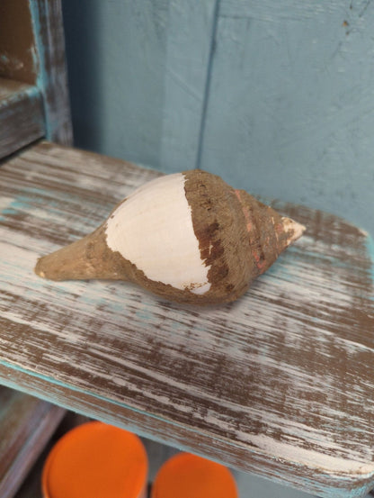 Vintage Turbinella pyrum Sacred Chank Shell with Periostracum – 5" Brown & White Indian Ocean Divine Conch Display Shell