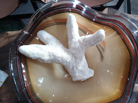 Vintage White Catspaw Coral