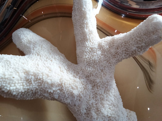 Vintage White Catspaw Coral