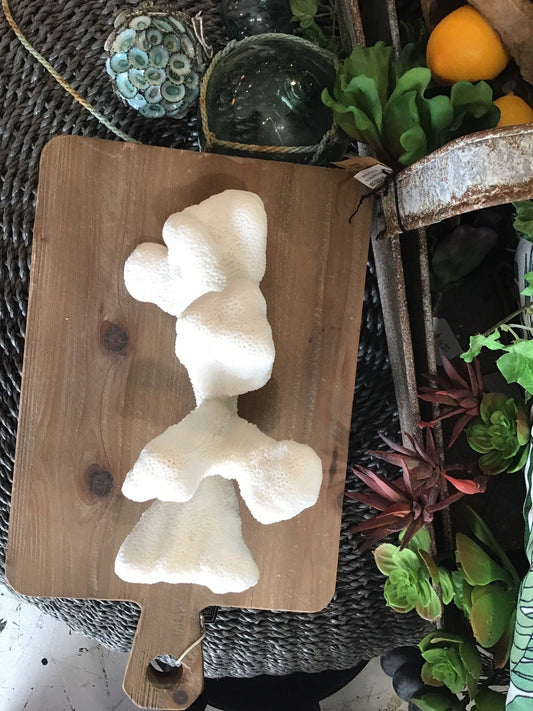 Vintage White Catspaw Coral- 9" Genuine Reef Decor