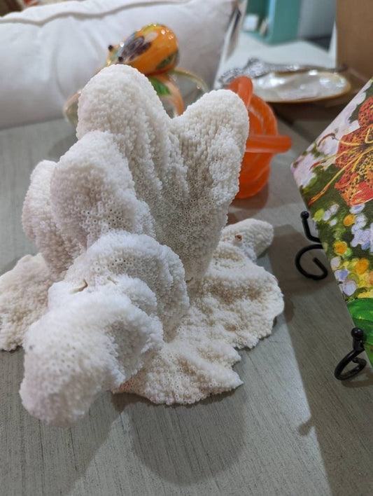 Vintage White Catspaw Coral Cluster Authentic Reef Decor