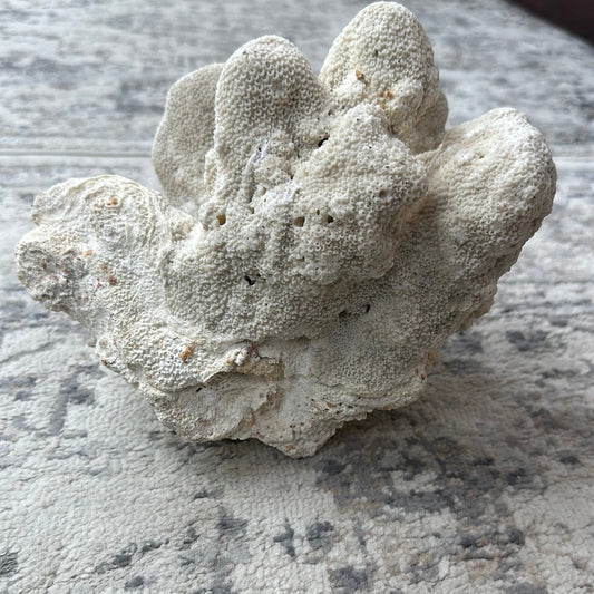 Vintage White Cauliflower Coral - 10"x7"x8"