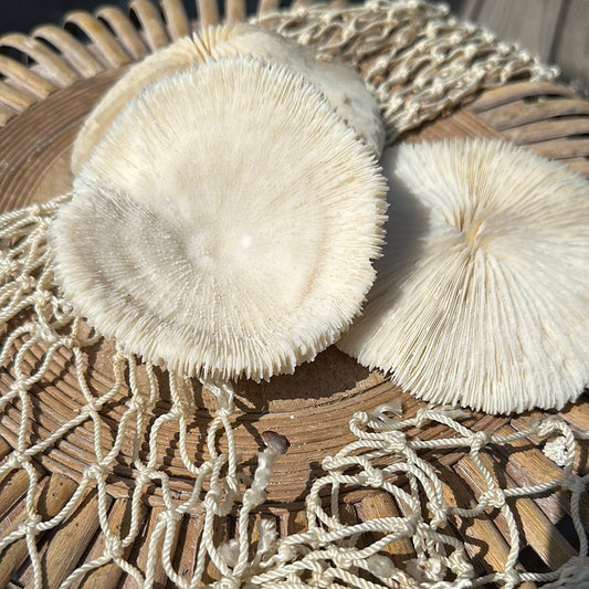 Vintage White Mushroom Coral- Fungia fungites- Round Saucer Shape