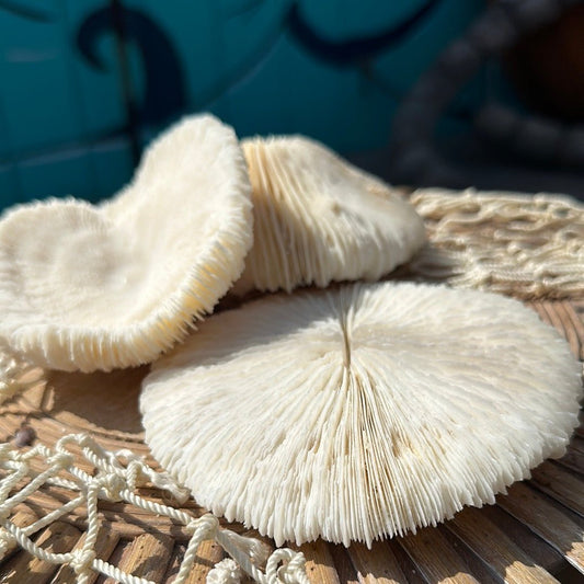 Vintage White Mushroom Coral- Fungia fungites- Round Saucer Shape