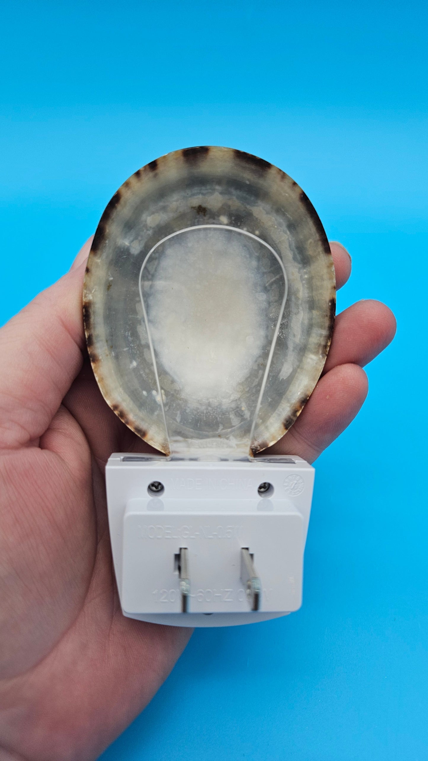 Limpet Shell LED Night Light – Premium Natural Coastal Décor