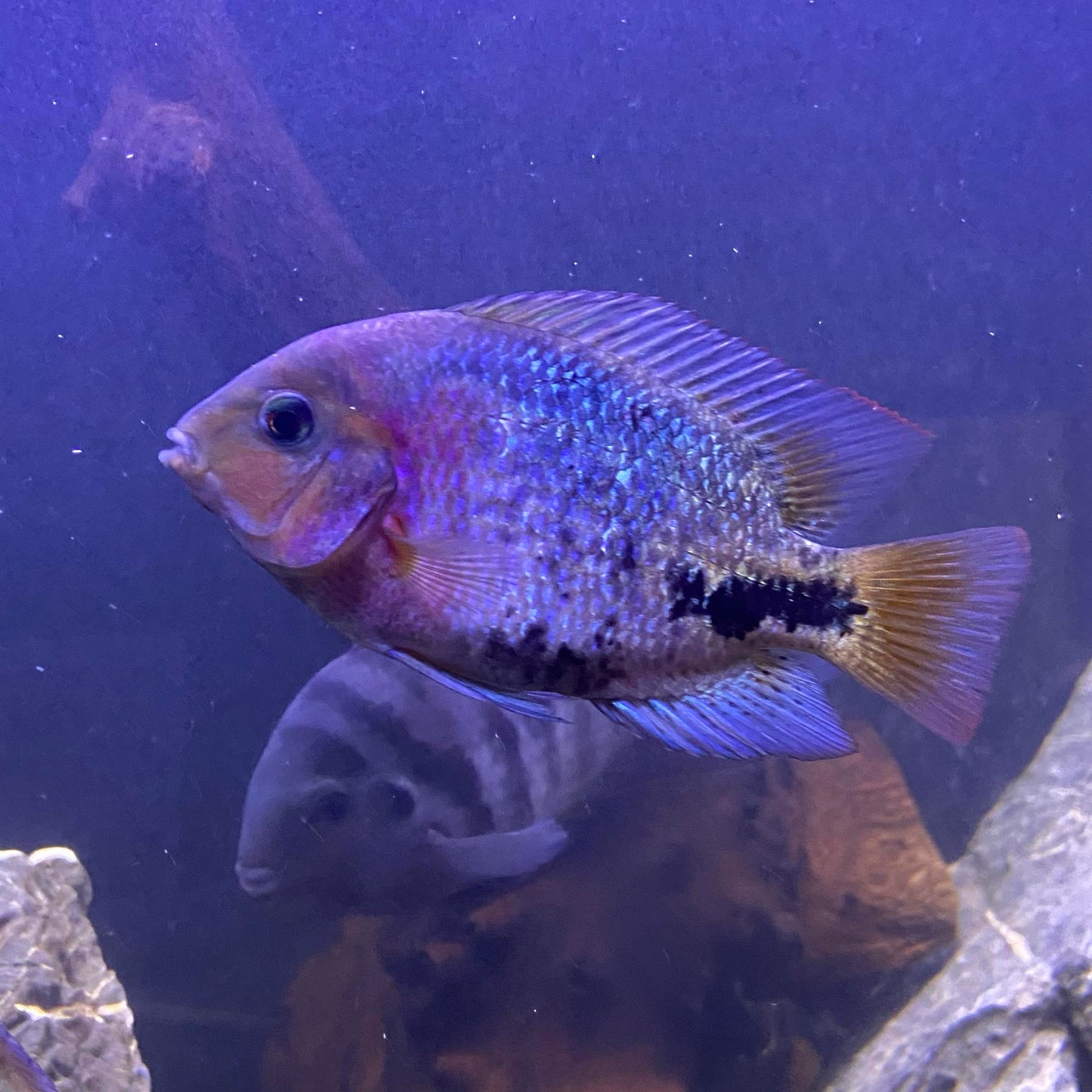 Synspilum cichlid (Vieja synspilum)