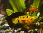 Assorted Leopard Molly
