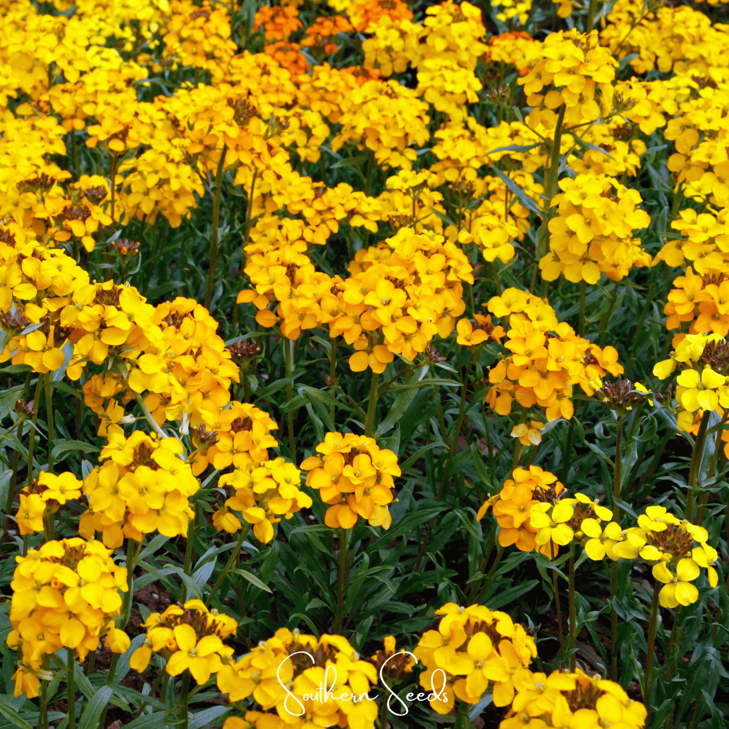 Siberian Wallflower – 250 Seeds