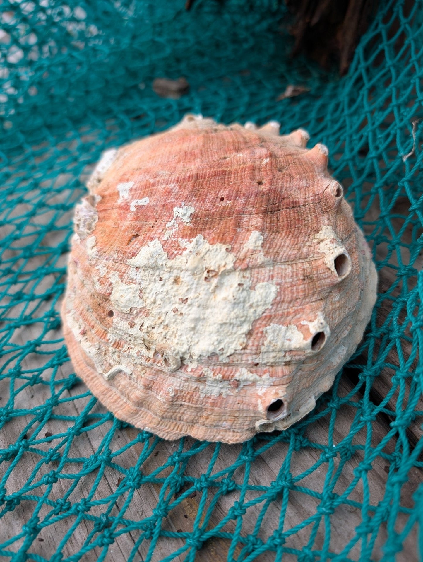 White Abalone Shell - Haliotis Sorenseni