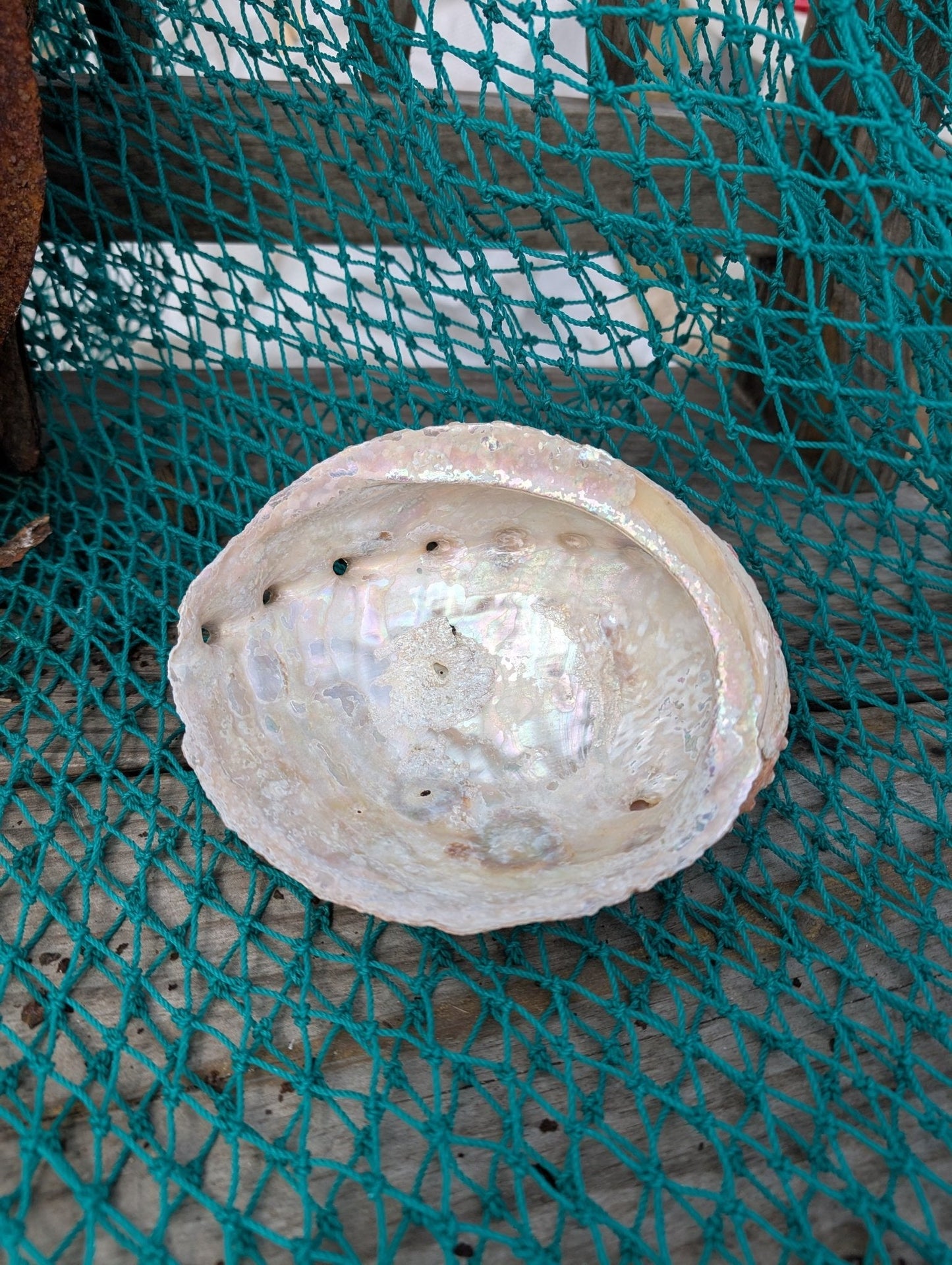 White Abalone Shell - Haliotis Sorenseni