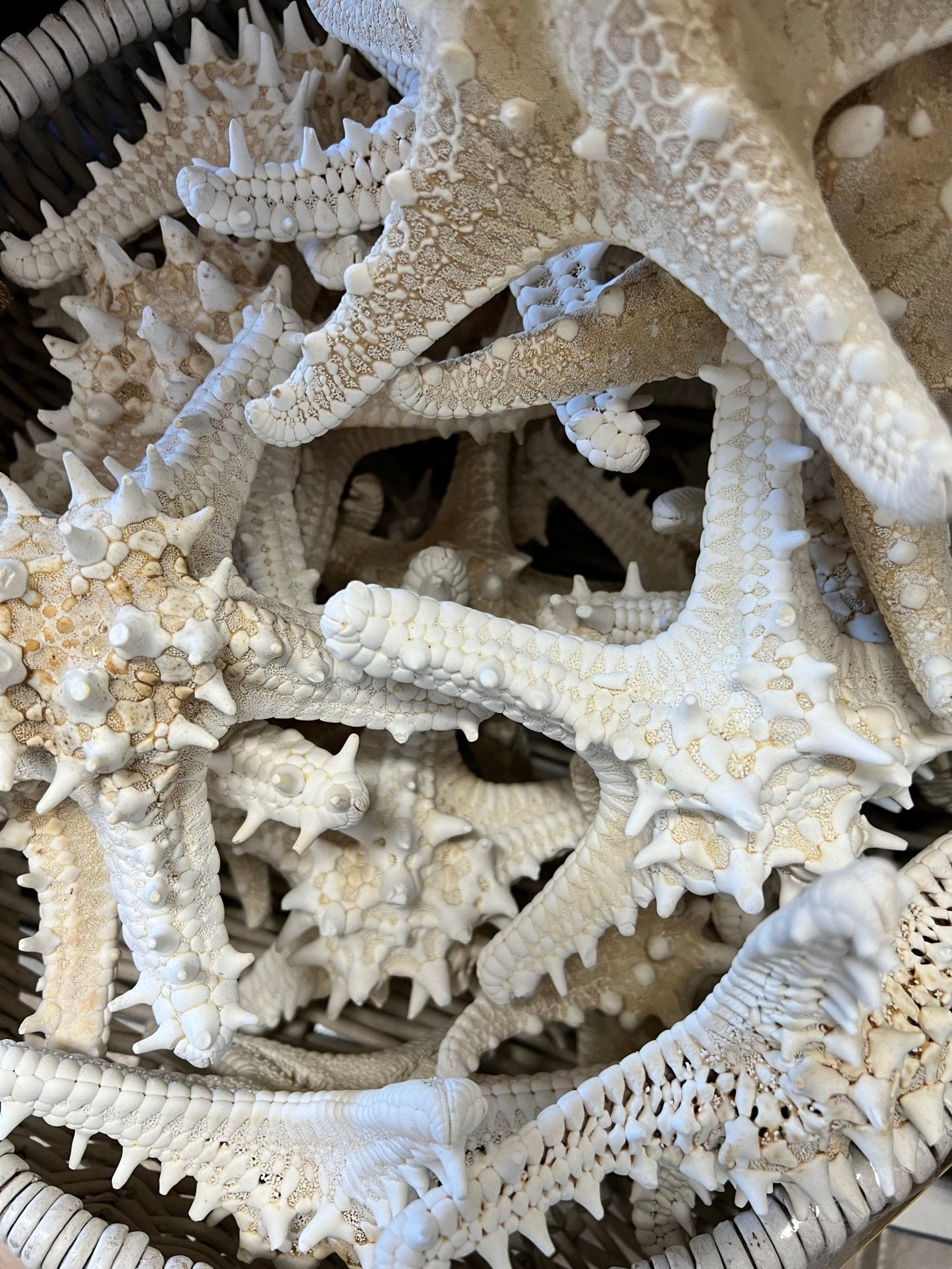 White Armoured Knobby Starfish