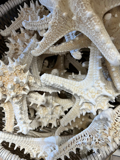 White Armoured Knobby Starfish