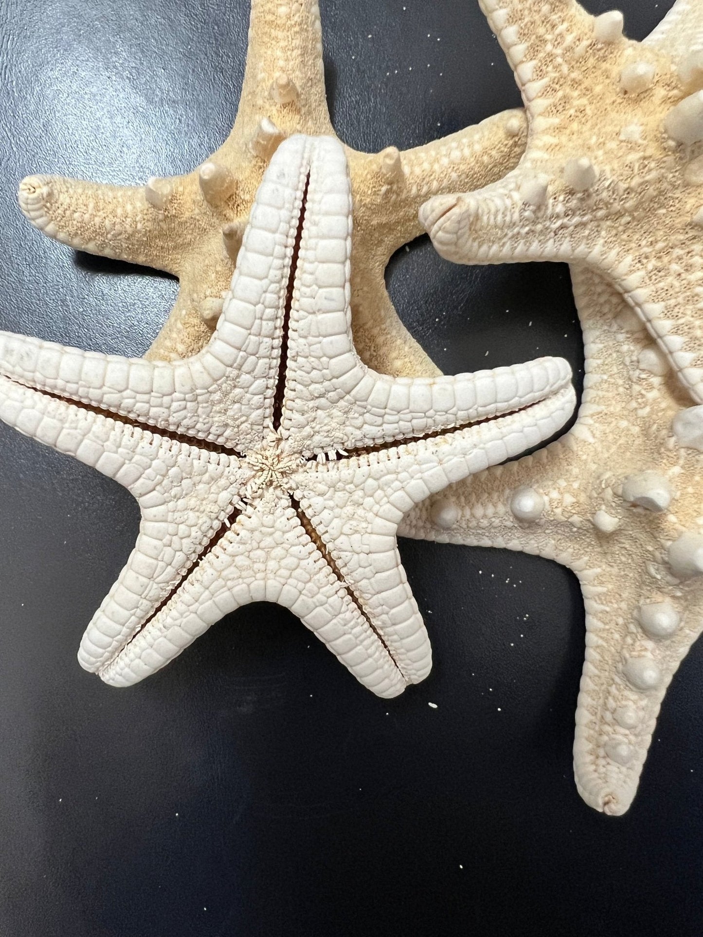 White Armoured Knobby Starfish