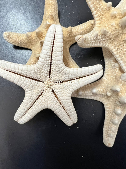 White Armoured Knobby Starfish