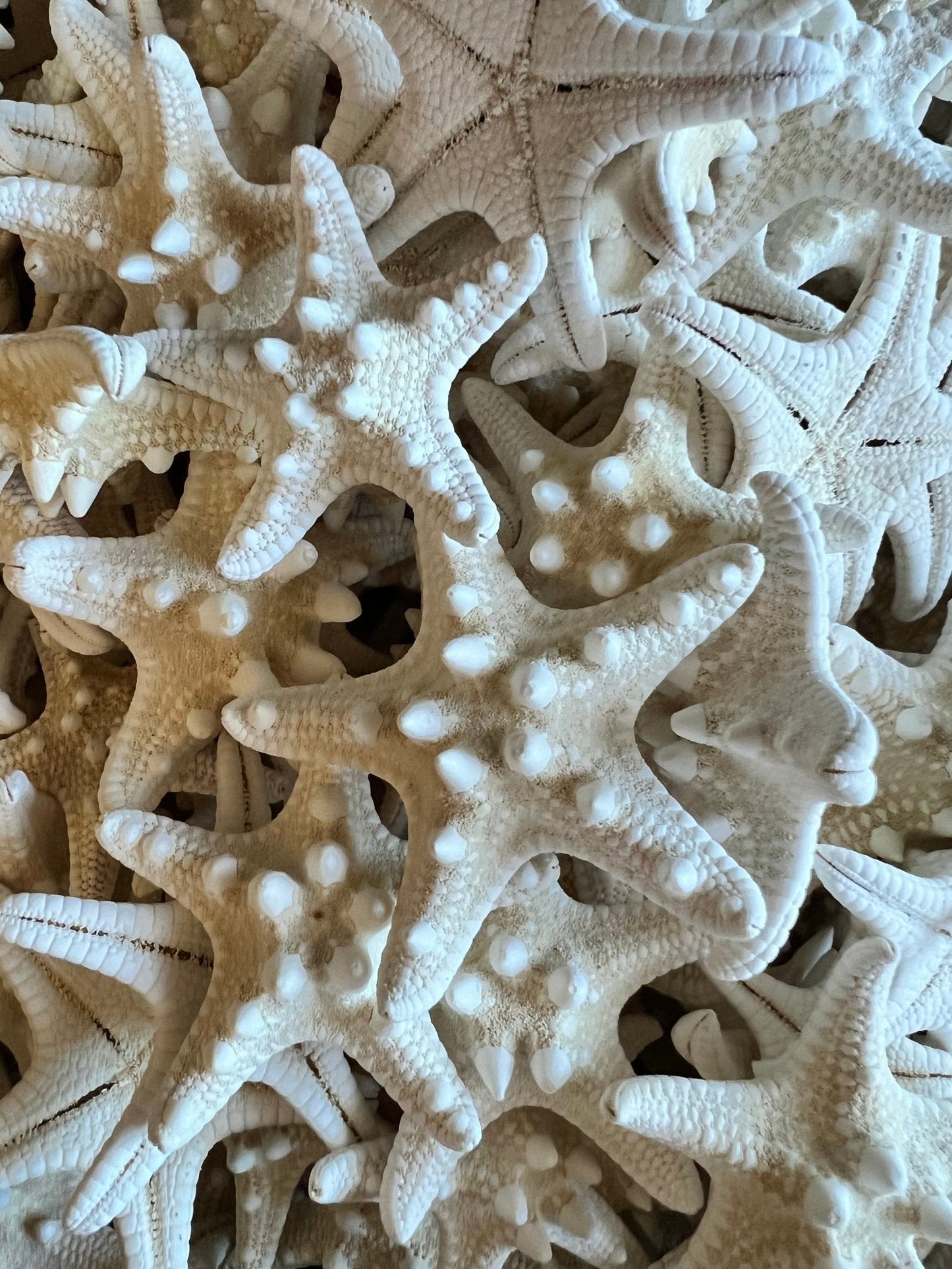 White Armoured Knobby Starfish