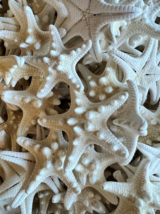 White Armoured Knobby Starfish