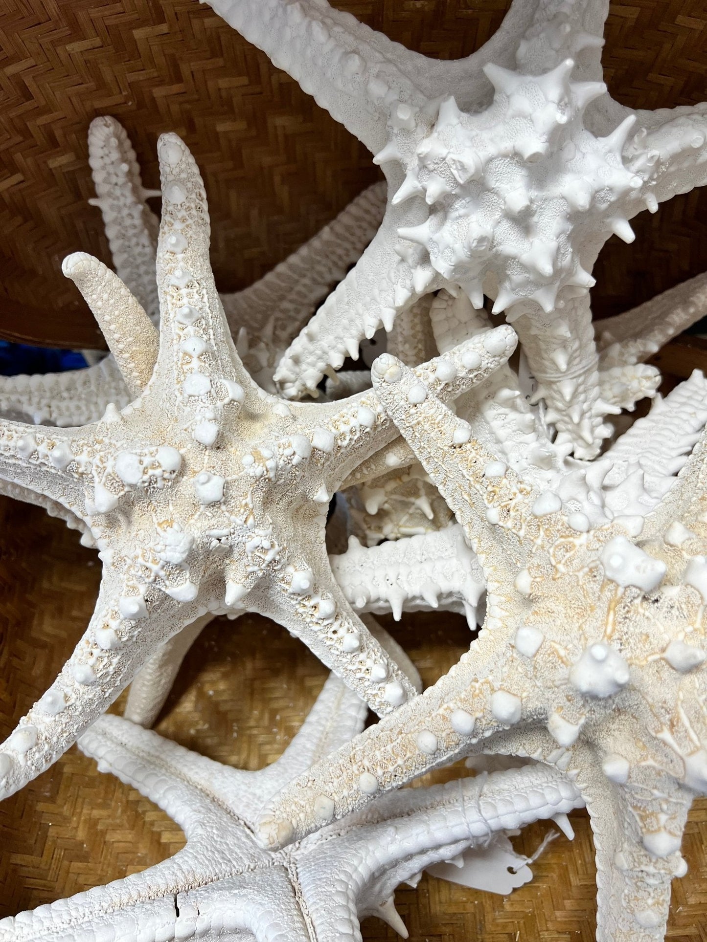 White Armoured Knobby Starfish