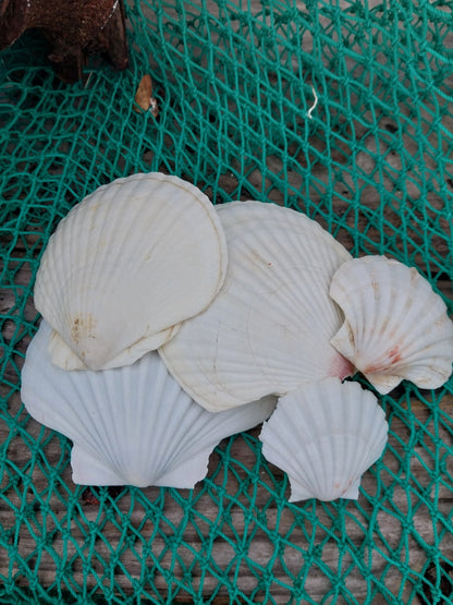 White Baking Scallop Shells