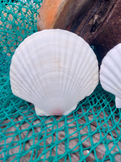 White Baking Scallop Shells