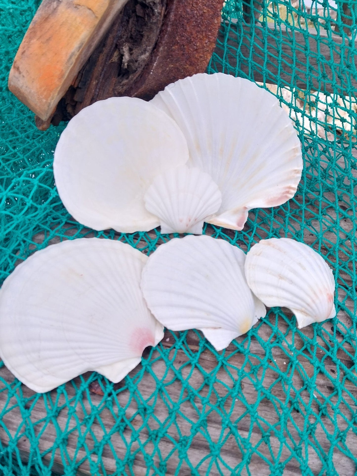 White Baking Scallop Shells