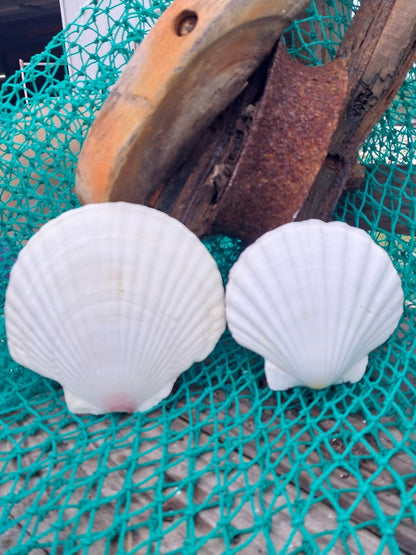 White Baking Scallop Shells
