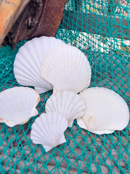 White Baking Scallop Shells