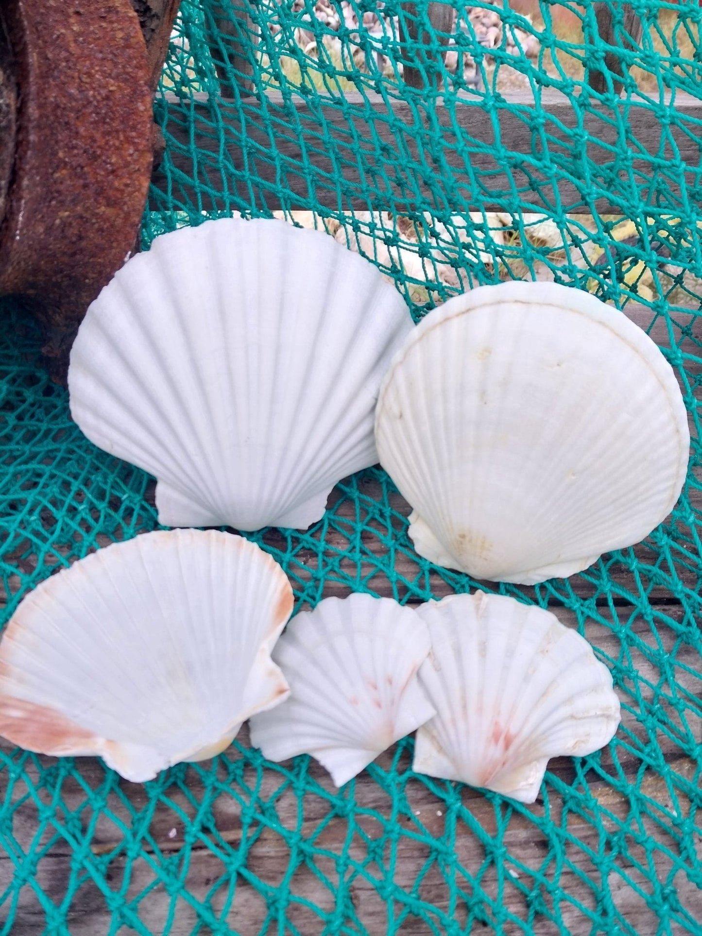 White Baking Scallop Shells