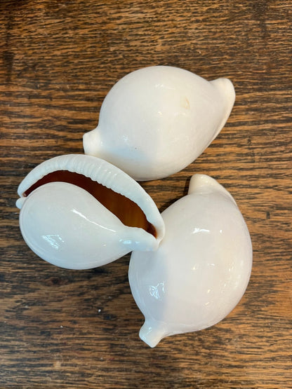 Small White Egg Cowrie Shell Ovula ovum