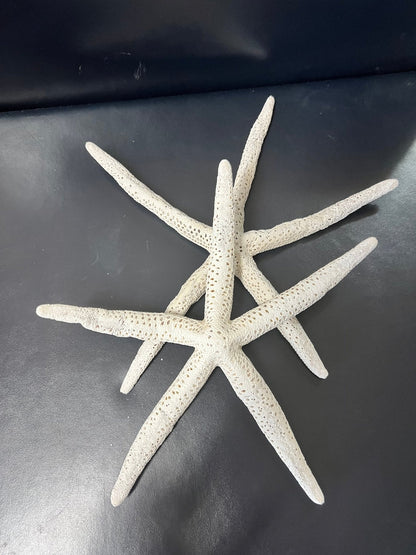 White Pencil Finger Starfish 2-3", 3-4", 4-6"