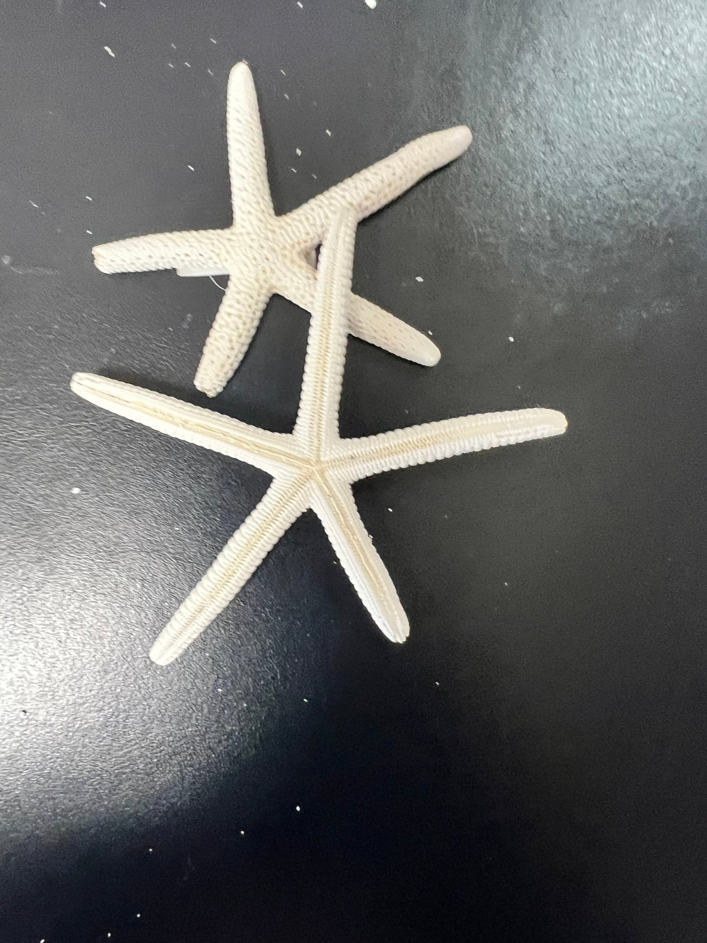 White Pencil Finger Starfish 6-8", 8-10"