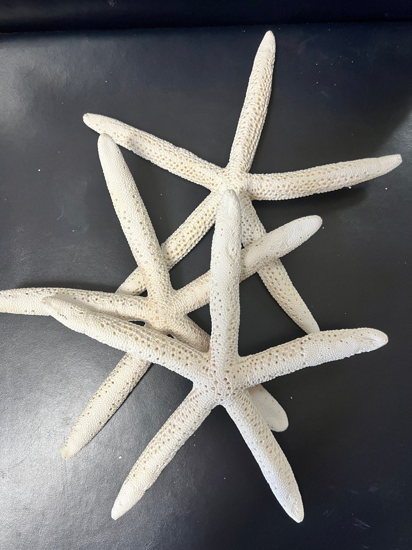 White Pencil Finger Starfish 2-3", 3-4", 4-6"