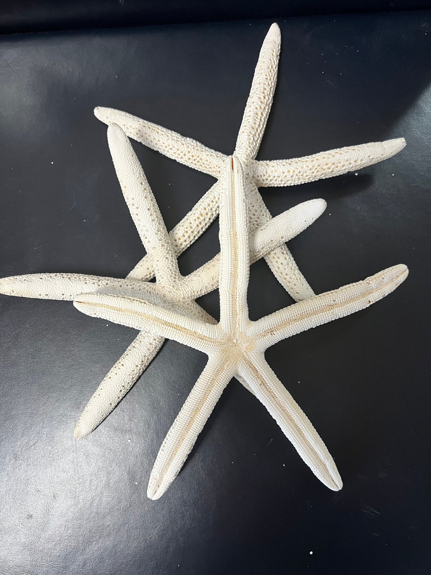 White Pencil Finger Starfish 2-3", 3-4", 4-6"