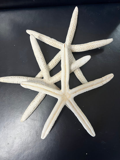 White Pencil Finger Starfish 2-3", 3-4", 4-6"