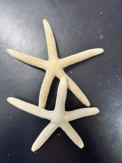 White Pencil Finger Starfish 2-3", 3-4", 4-6"