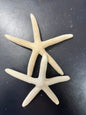 White Pencil Finger Starfish 2-3", 3-4", 4-6"