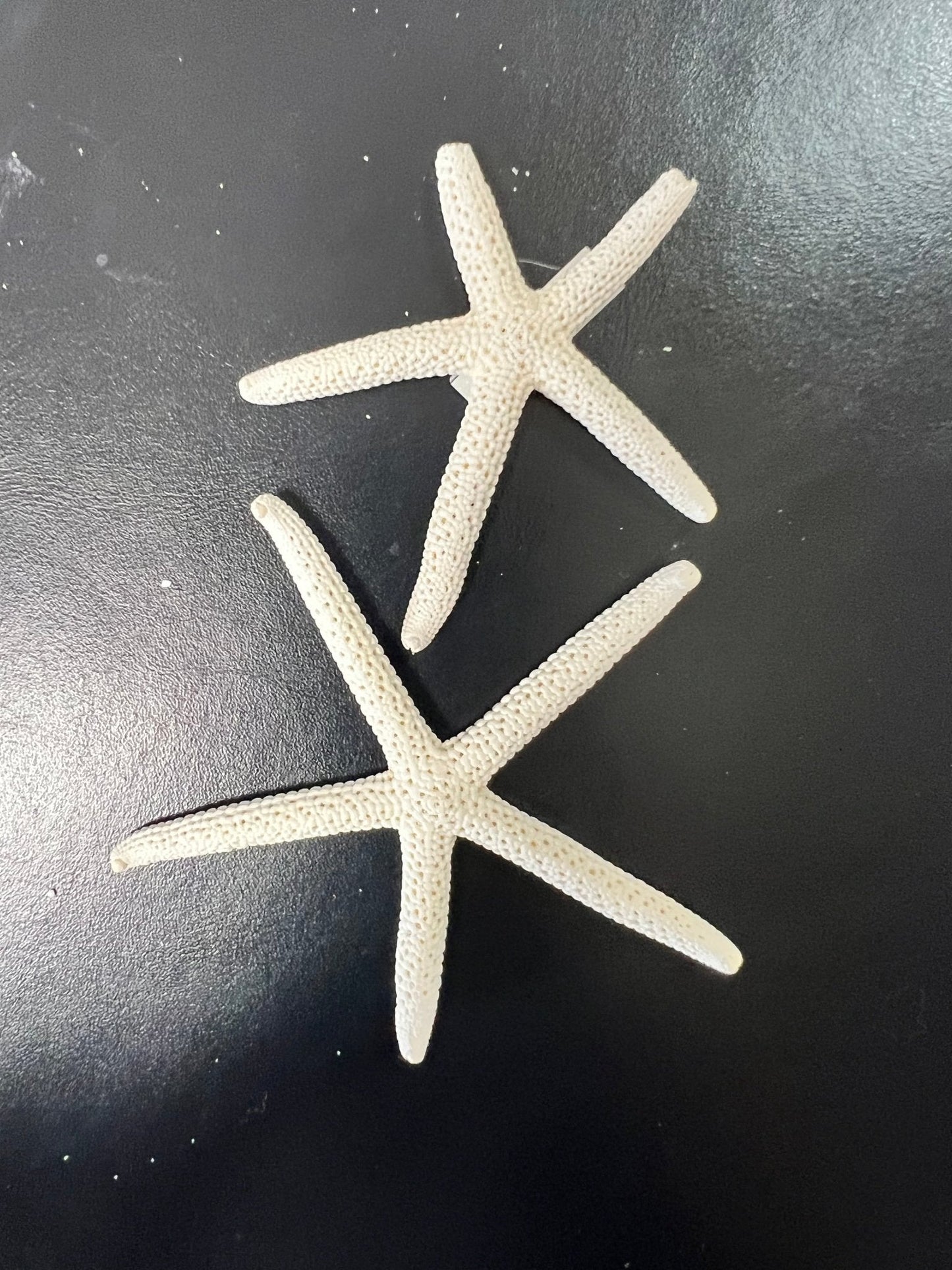 White Pencil Finger Starfish 2-3", 3-4", 4-6"