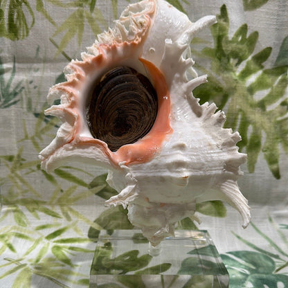 White & Pink Murex with Operculum  Mounted Acrylic Stand (Chicoreus ramosus)