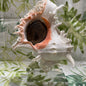 White & Pink Murex with Operculum  Mounted Acrylic Stand (Chicoreus ramosus)