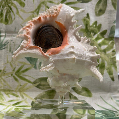 White & Pink Murex with Operculum  Mounted Acrylic Stand (Chicoreus ramosus)