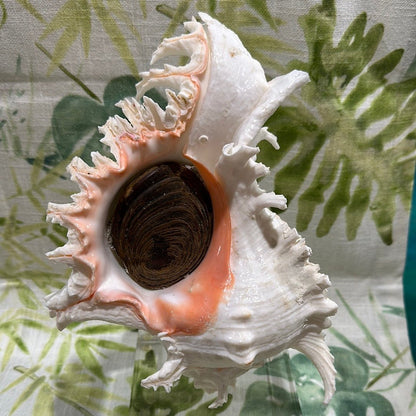 White & Pink Murex with Operculum  Mounted Acrylic Stand (Chicoreus ramosus)