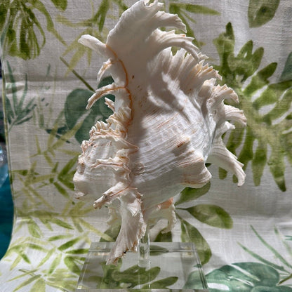 White & Pink Murex with Operculum  Mounted Acrylic Stand (Chicoreus ramosus)