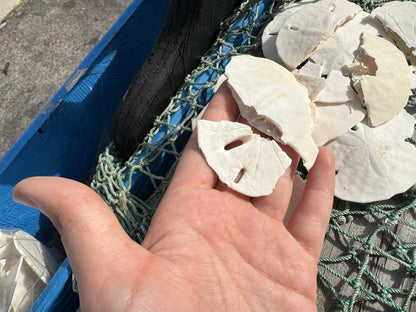 Broken Loose White Sand Dollar- Crafting & Hermit Crab Food