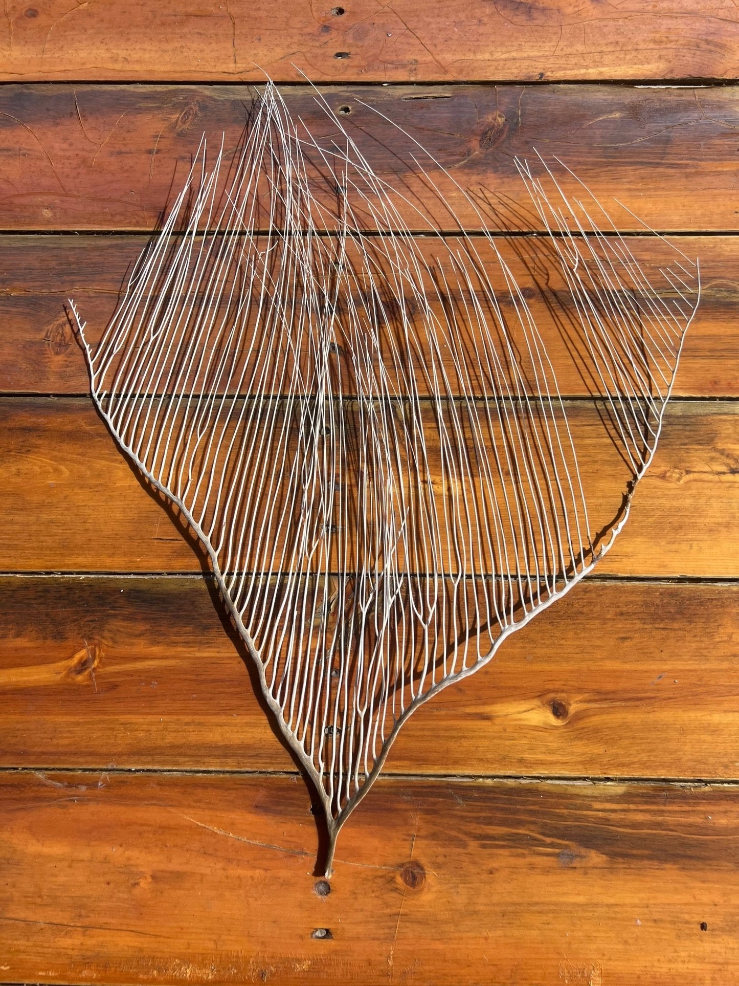 White Sea Fan Coral Whip- 23"