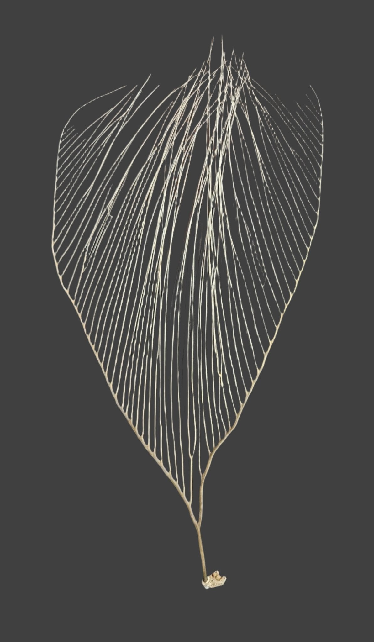 White Sea Fan Coral Whips - Various Sizes Available